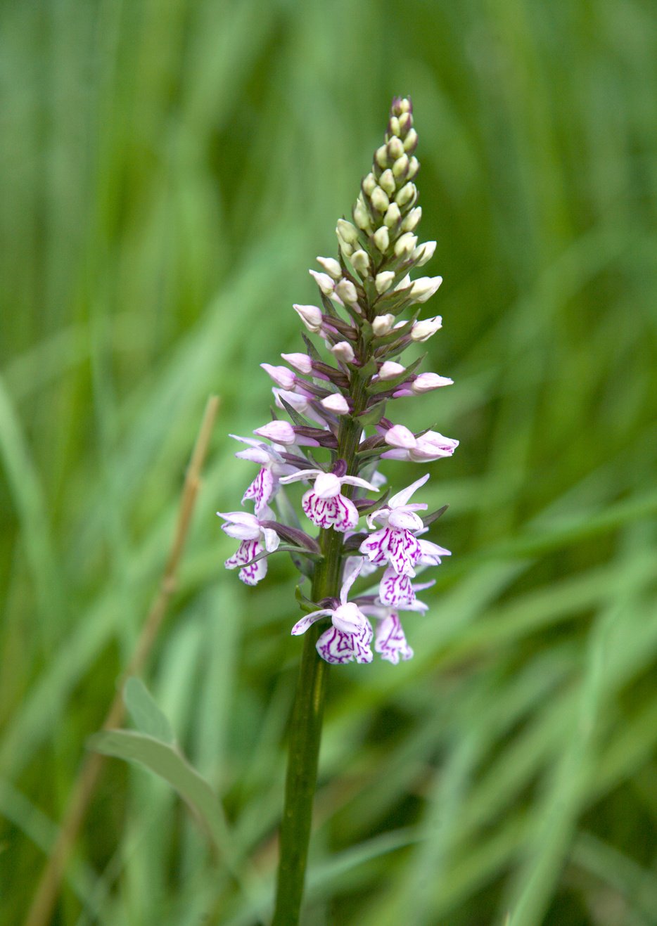 Wild orchid