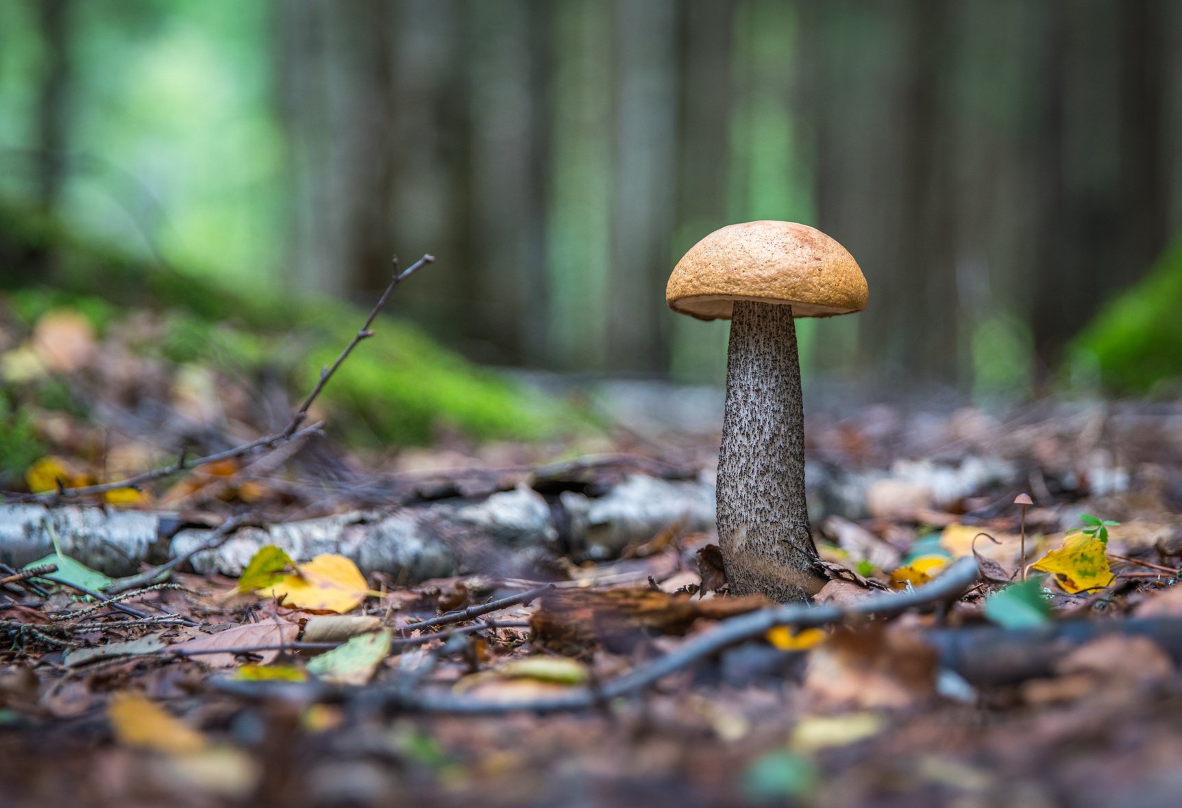 Mushroom in the Forest